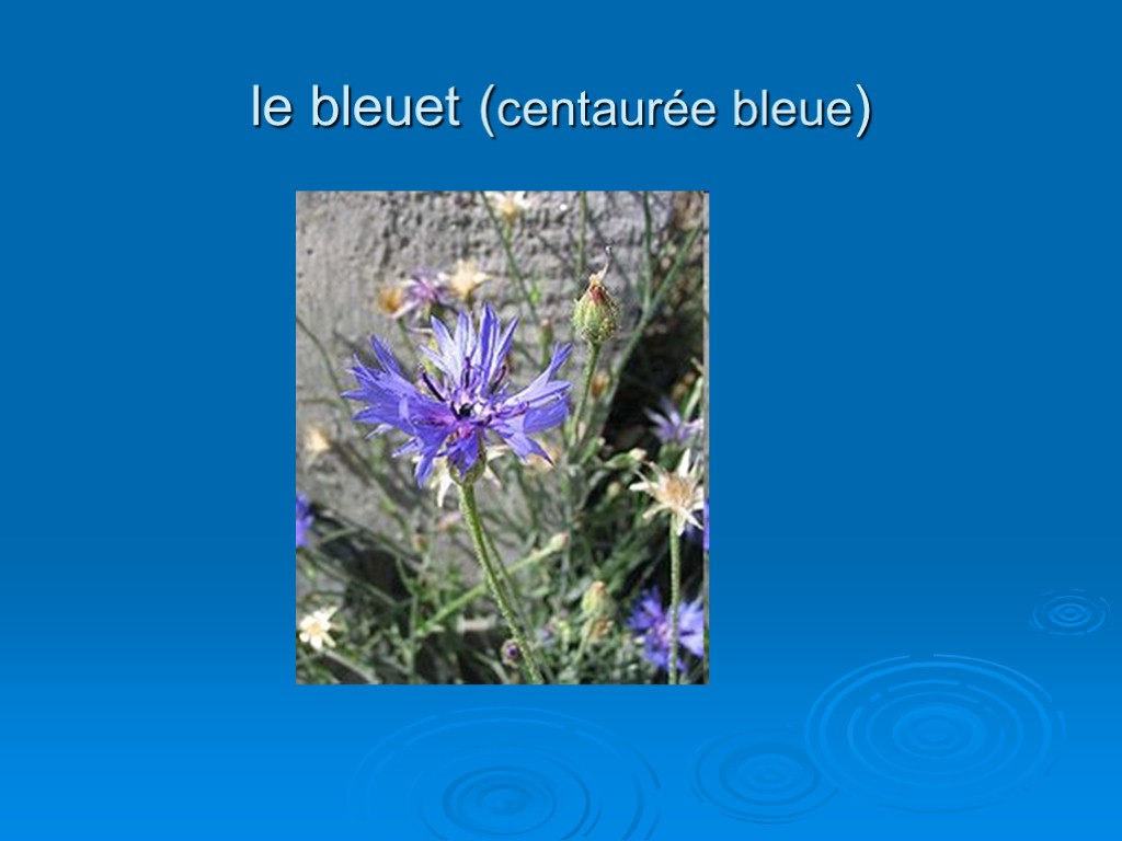 le bleuet (centaurée bleue)